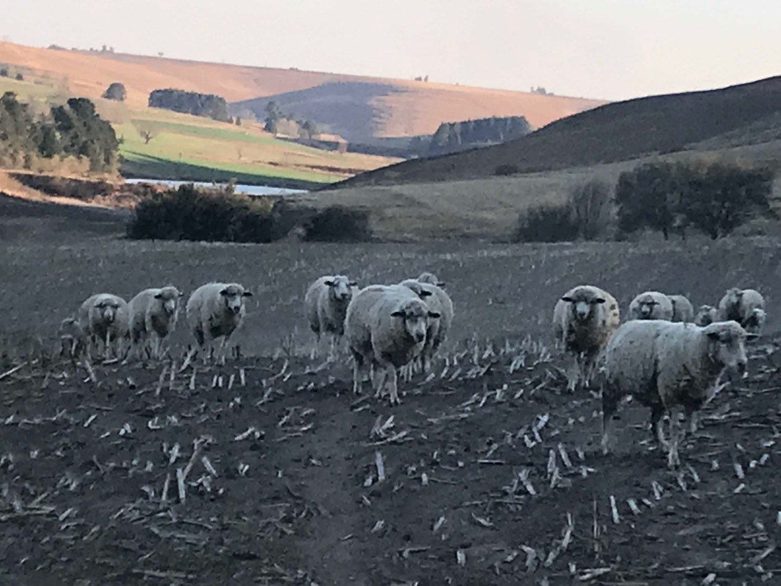 sheep coming home 1 082019