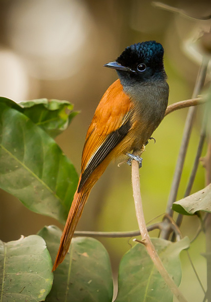 AfricanParadiseFlycatcherA