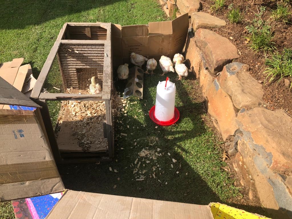 OMC - the BIG chicken project