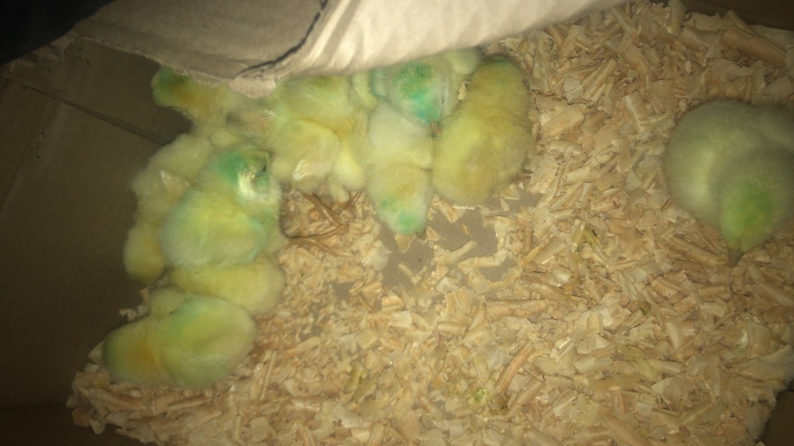 Day-olds on their way home ...