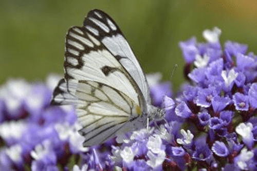brown-veined white butterfly