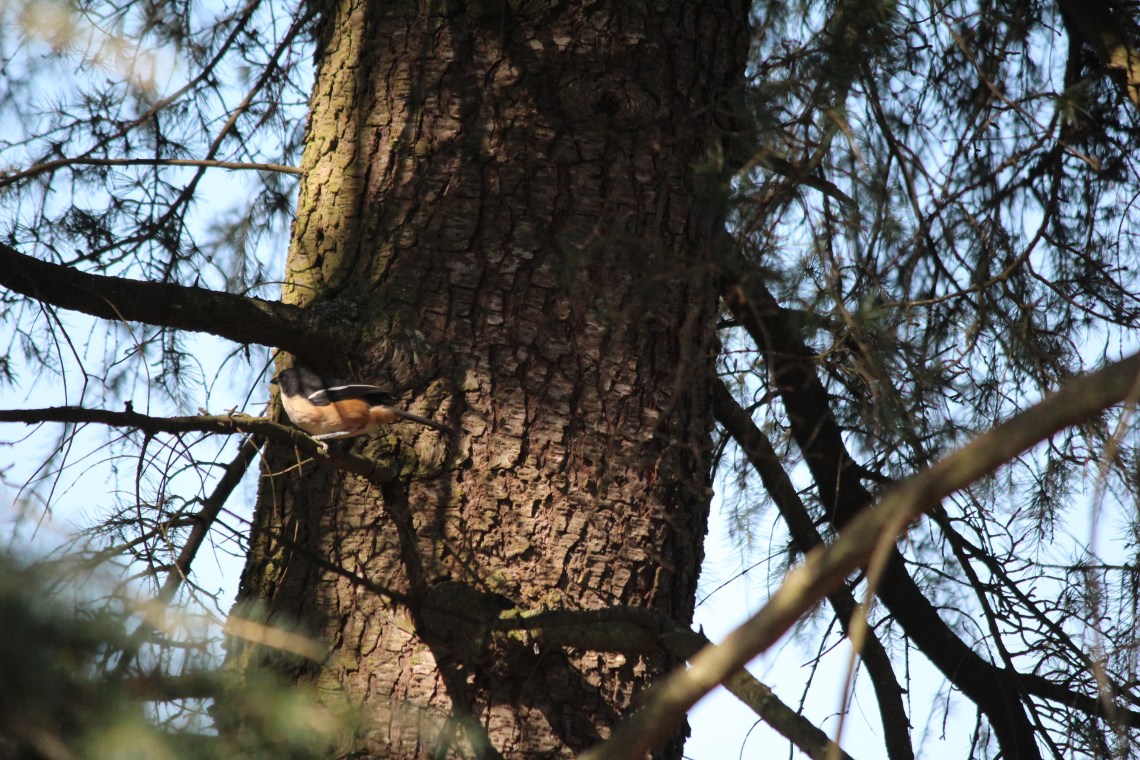 Southern Boubou ... w/c 2020