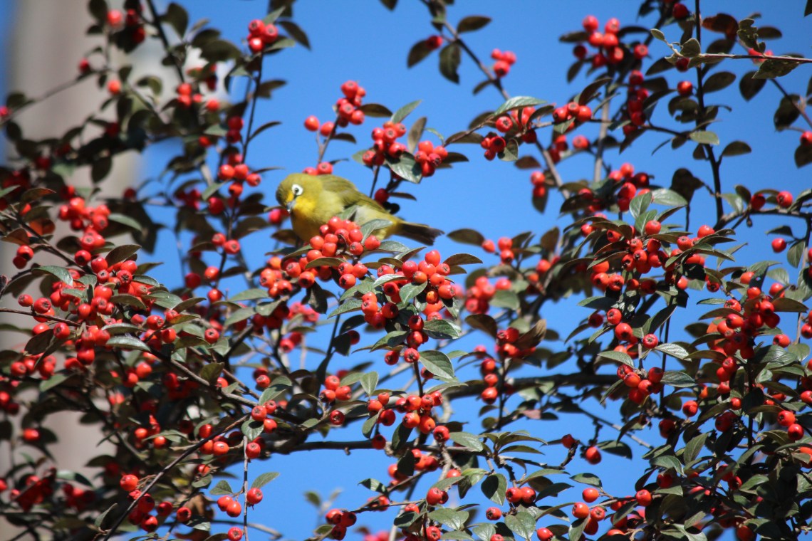 White eye eating pyracanthas berries ...