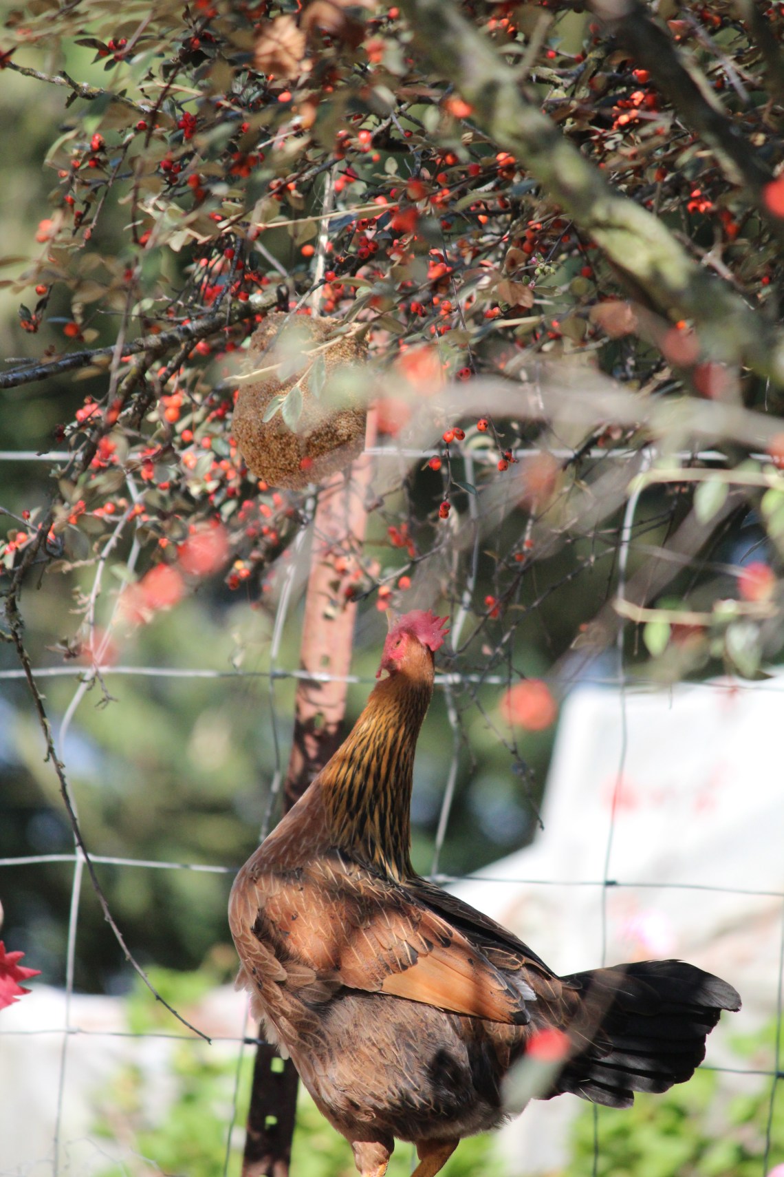 Bust....The culprit ... eating my bird seed