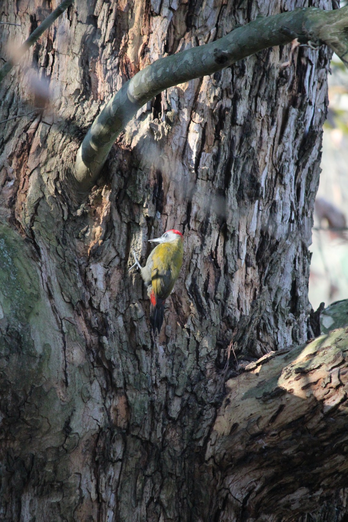 The male olive Woodpecker ... whyteleaf cottage 2020