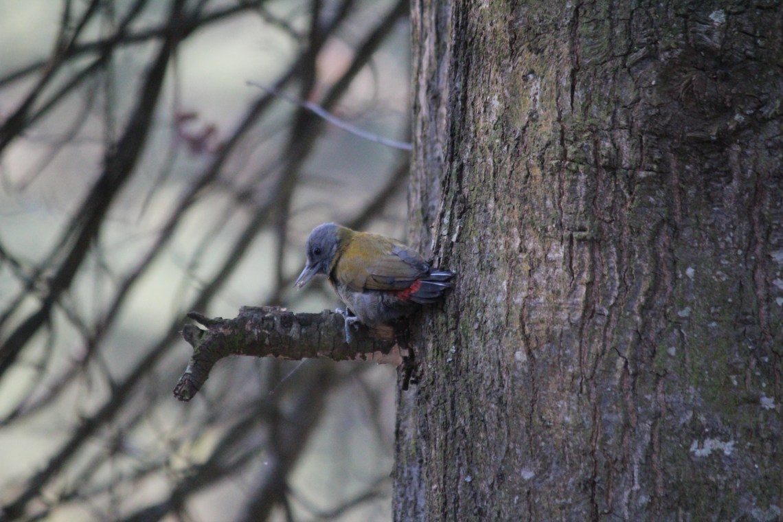 A female Olive Woodpecker ... whyteleaf cottage 2020